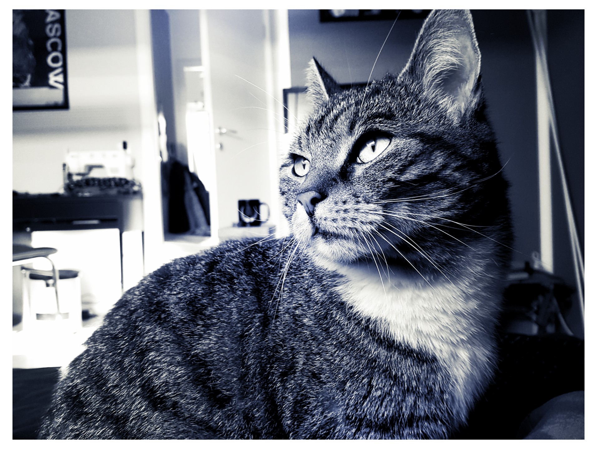 Hauskatze